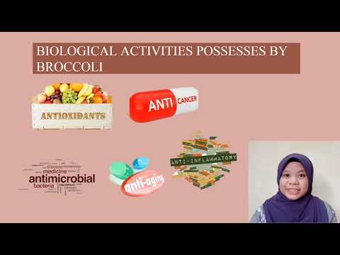 Brassica Oleracea Extract Powder