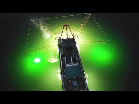 香港原味道3 | 體驗燈船夜間捕魚 一網打盡