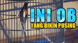 Download lagu kalo murai batunya seperti ini pasti pusing mp3