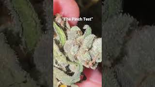 How do you tell if your buds are done drying  and ready to cure #organicweed