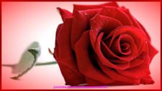 Download lagu Razis Ismail - Mawar Bukan Milik Ku mp3