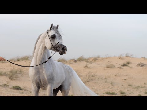 D SERAJ - Senior Stallion Contender, Dubai International Championship 2023