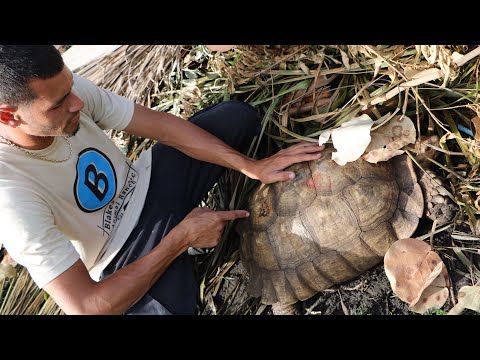 Turtle Rescue Mission!! From Someone With A Hammer