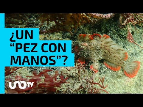¿Cómo es el “pez con manos” que científicos buscan salvar? - UnoTV