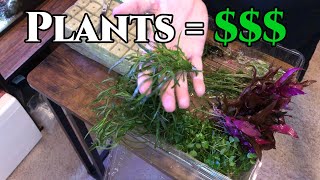 How to Make Money Selling Plants | Plant Grow-out Tank | Plant Preparation.