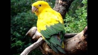 ✖✖✖ Top 10 Aves Nacionales mas hermosas de América Latina ✖✖✖