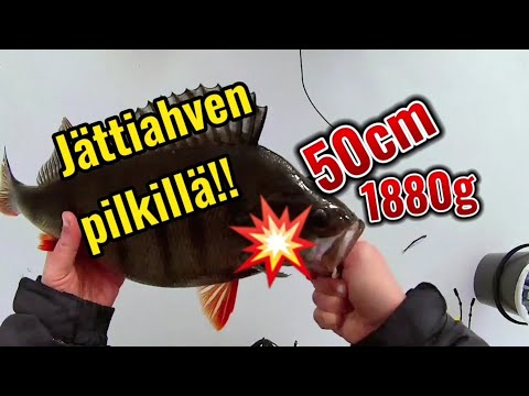 Ahven 50cm1880g! Pilkillä Saimaalta 24.03.2023!