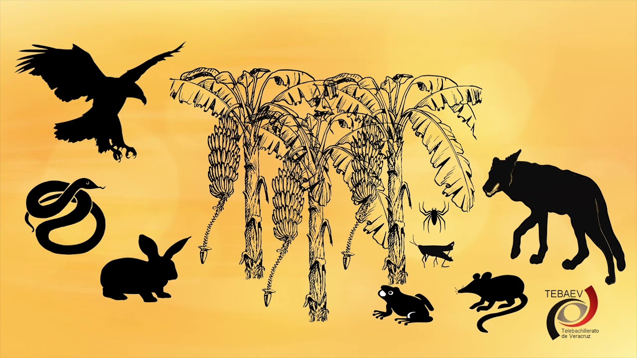 Biodiversidad y su importancia