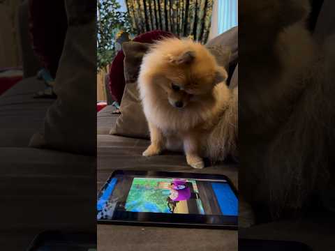 #lola_aferistka #knyazev #pomeranian #dog #шпиц #puppiesofinstagram