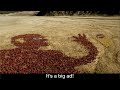 Carlton Draught Big Ad With Link To Best Quality Version