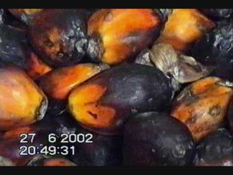 "Angola Minha Terra"