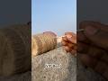 VIP Bomb Testing Crackers Fireworks Testingcracker Patakhetesting Diwali Experiment Bomb Fyp