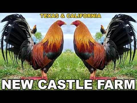 TEXAS & CALIFORNIA !! Pure Kelso Penny Hatch Sweater Roundhead New Castle Farm Beautiful Birds