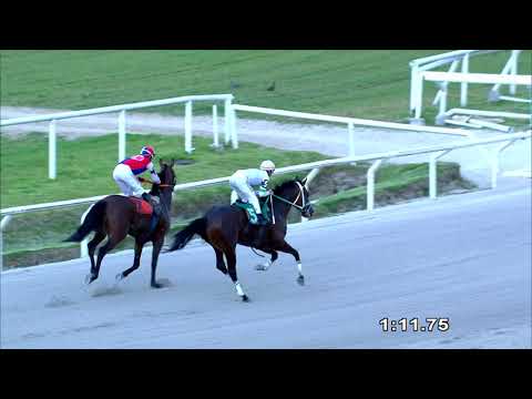 211212 c11 LEOPARD KING