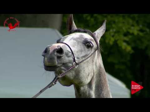 N.6 MT PRADA - Scandinavian Open Championship 2017 - Amateur Senior Mares (Class 28)