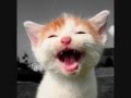 Lachende Katzen Laughing Cats
