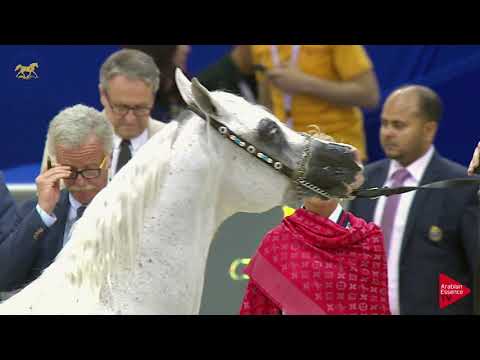 N.197 AL ARYAM BAREE' - Dubai 2019 - Stallions 4- 6 years old