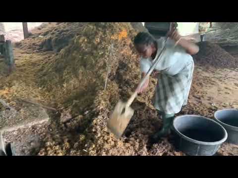 Royal Crown Farms Palm Oil Plantation