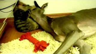 Greyhound and Kitten Play