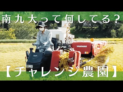 【チャレンジ農園2022】稲刈り【稲作部門】