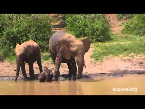Baby Elephant