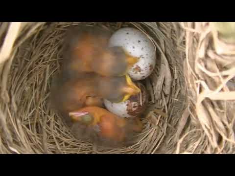 Aves y plantas en los bañados del arroyo Cululú Esperanza Santa Fe Argentina Parte 2 2026