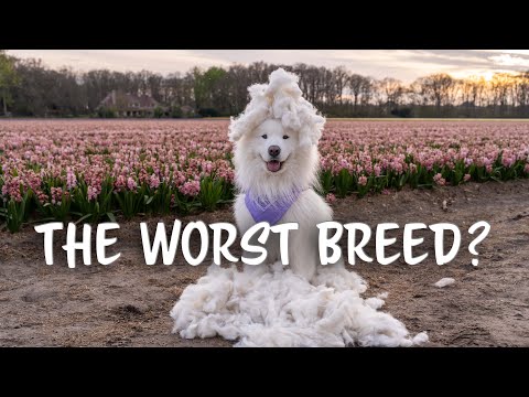 , title : 'TOP 10 Samoyed Facts | The Good & The Bad'