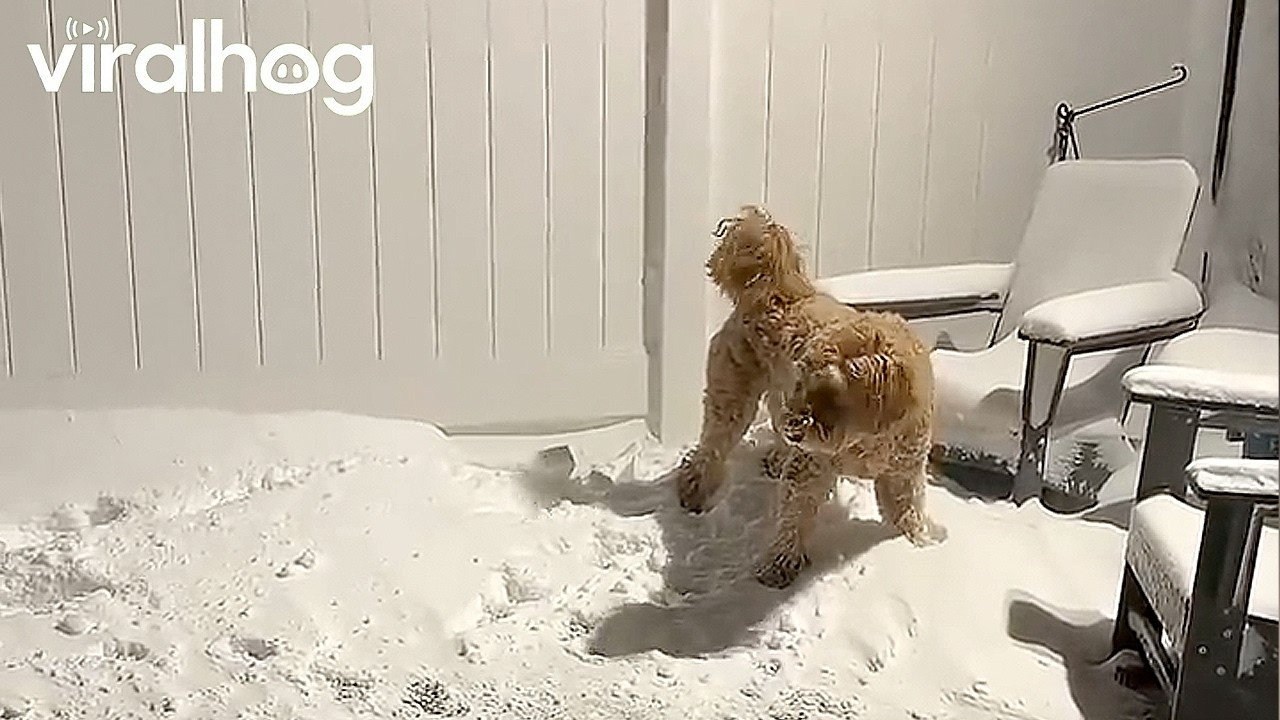 Dog Wants To Run Around In Late-Night Snowstorm || ViralHog
