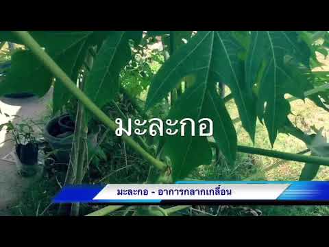ร้องไห้กลากใน ครีม triderm กลาก