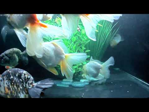 East Coast Ranchu Goldfish Live Stream CAM 1 Video