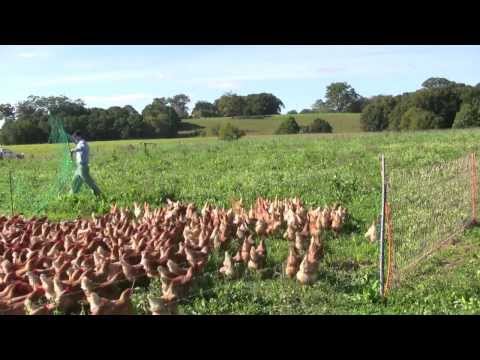 Collecting The Eggs.  Free Range Chickens with Daniel OBrien