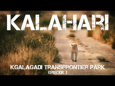 Kalahari Episode 3- Kgalagadi Transfrontier Park, Nossob