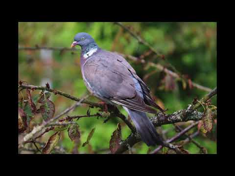 Paper Twins, Maggie the Apple - Lost in Time With You (Indie Pop)