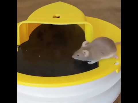 Catching 26 Mice In 1 Night With Rolling Log. My Top 2 Favorite Mouse Trap. Mousetrap Monday.