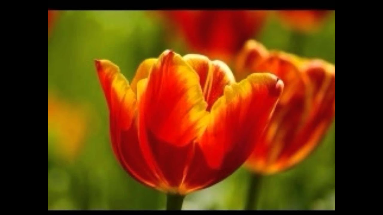 Nazuk Hoon Meri Lyrics  | Kaise Kaise Rishte | Rohini Hattangadi, Jamuna | Sapna Mukherjee | Nadeem Saifi, Shravan Rathod