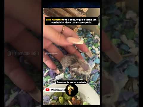 Hamster idoso de 5 anos conquista corações na internet 🐹❤️