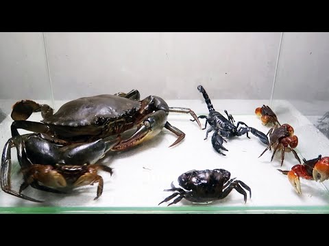 Sea Crab Centipede Emperor Scorpion Water