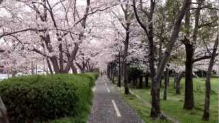 preview picture of video 'sakura season @ iwata koen (岩田運動公園) toyohashi  - Japan  2013/04/02'