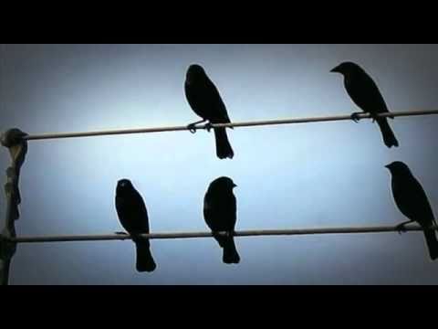 From musical birds on a wire to natural numbers controversy; string ...