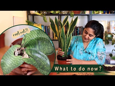 , title : 'How to care, grow and propagate Snake plant like an expert'