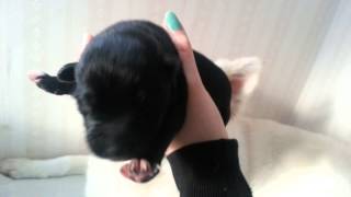 preview picture of video 'Hildas newborn puppies 2.0'