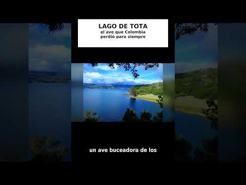 Lago de Tota, Boyacá: el ave que Colombia perdió para siempre