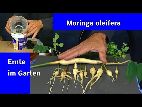 Moringa im Herbst und wie geht es damit weiter. Post ist da. Selbstbewässerung neu ganz einfach