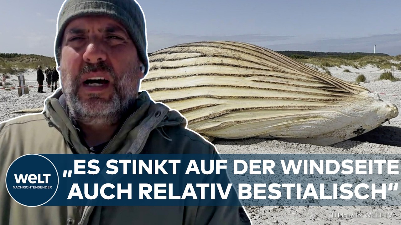 TIMMY: Toter Wal an der dänischen Küste zieht weiter Schaulustige an – Heikle Bergung geglückt