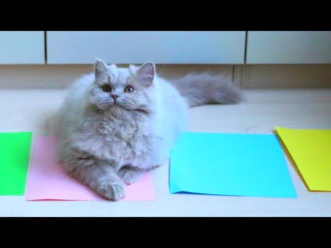 Cats choose their favorite color! What is my favorite color!