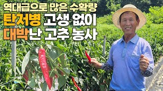 30년 고추 농사 경력 이런 수확량은 처음! 탄저병 없이 뛰어난 상품성까지