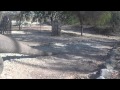 Komodo Dragon Close Up