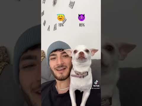 Chihuahuas are such a surprising breed😂