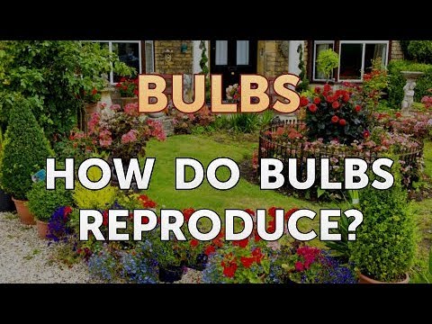 How to Care for a Gladiolus After It Blooms