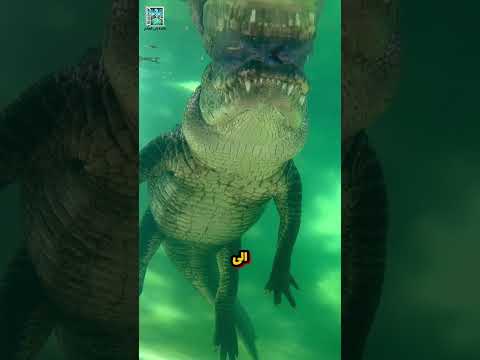 كيف ينجو التمساح من التجمد في الشتاء؟